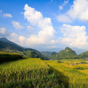 rice field mountain